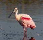 Roseate Spoonbill