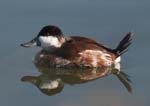 Ruddy Duck
