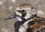 Ruddy Turnstone
