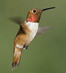 Rufous Hummingbird