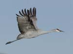 Sandhill Crane