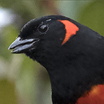 Scarlet-bellied Mountain_Tanager