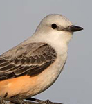 Scissor-tailed Flycatcher