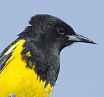 Scott's Oriole