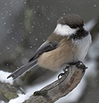 Siberian Tit