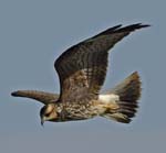 Snail Kite