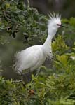 snowy Egret