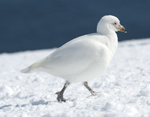 Snowy Shearbill