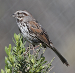 Song Sparrow