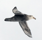 Southern Giant Petrel