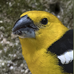 Southern Yellow Grosbeak
