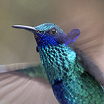 Sparkling Violetear