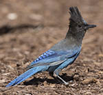 Steller's Jay