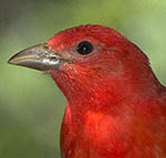 Summer Tanager