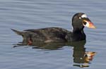 Surf Scoter