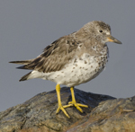Surfbird