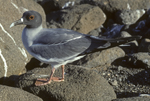 Swallow-tailed Gull