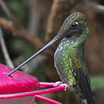 Sword-billed Hummingbird