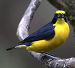 Thick-billed Euphonia