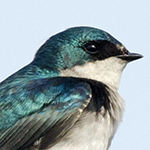 Tree Swallow