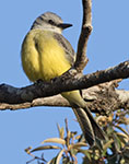 Tropical Kingbird