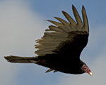 Turkey Vulture