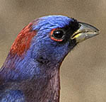 Varied Bunting