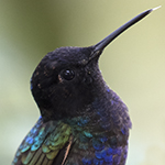 Velvet-purple Coronet