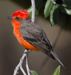 Vermilion Flycatcher