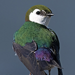 Violet-green Swallow