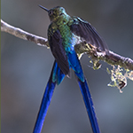 Violet-tailed Sylph