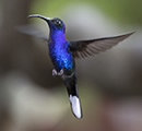 Violet Sabrewing