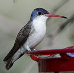 Violet-crowned Hummingbird