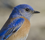Western Bluebird