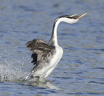 Western Grebe