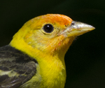 Western Tanager