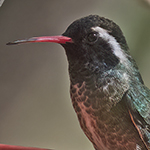 White-eared Hummingbird