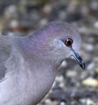 White-tipped Dove