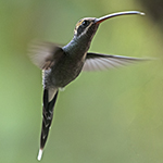 White-whiskered Hermit