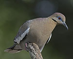 White-winged Dove
