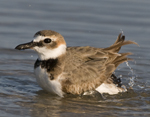 Wilson's Plover