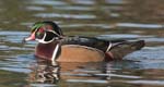 Wood Duck