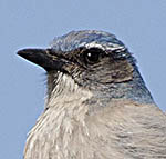 Woodhouses_Scrub_Jay