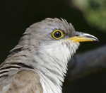 Yellow-billed Cuckoo
