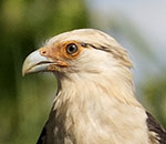 Yellow-headed Caracara