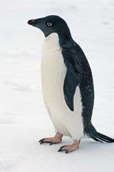 Adelie Penguin Photo Picture