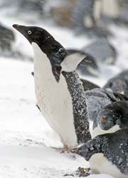 Adelie Penguin Photo Picture