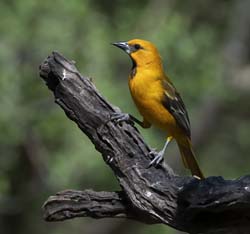 Altamira Oriole