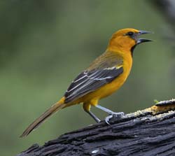 Altamira Oriole