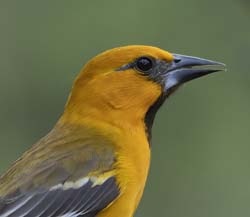 Altamira Oriole